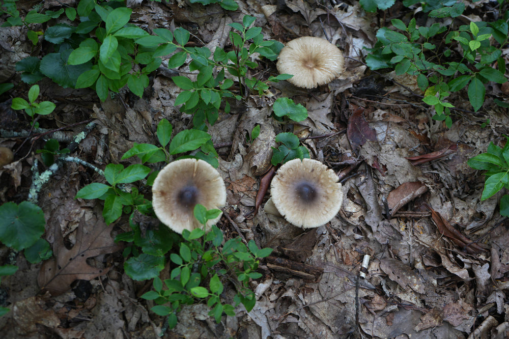 Termite Mushroom [Termitomyces sp]