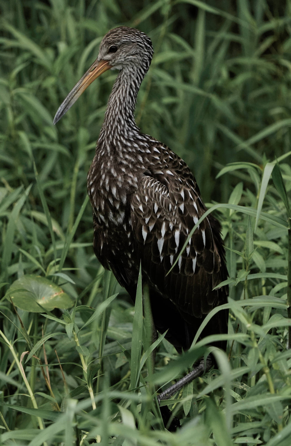 Limpkin [Aramus guarauna]