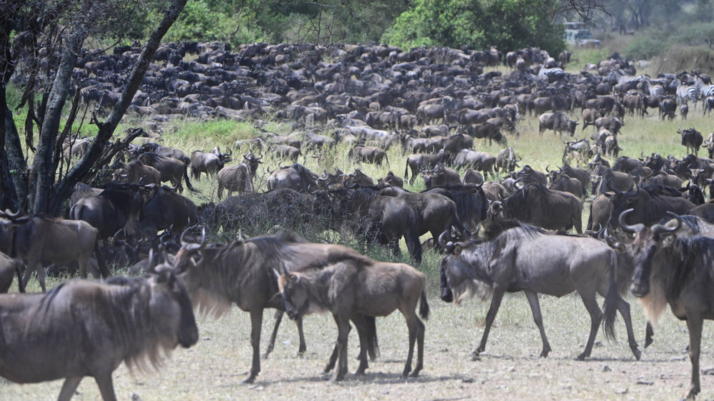 Great Migration [Connochaetes taurinus], Tanzania