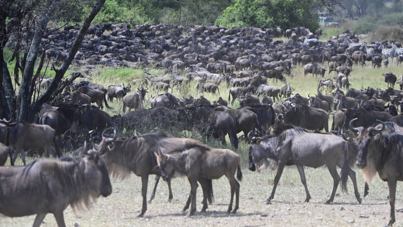 Great Migration [Connochaetes taurinus], Tanzania