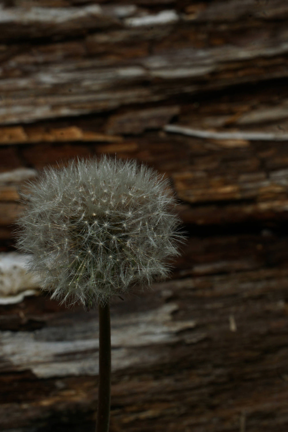 Dandelion [Taraxicum officionale]