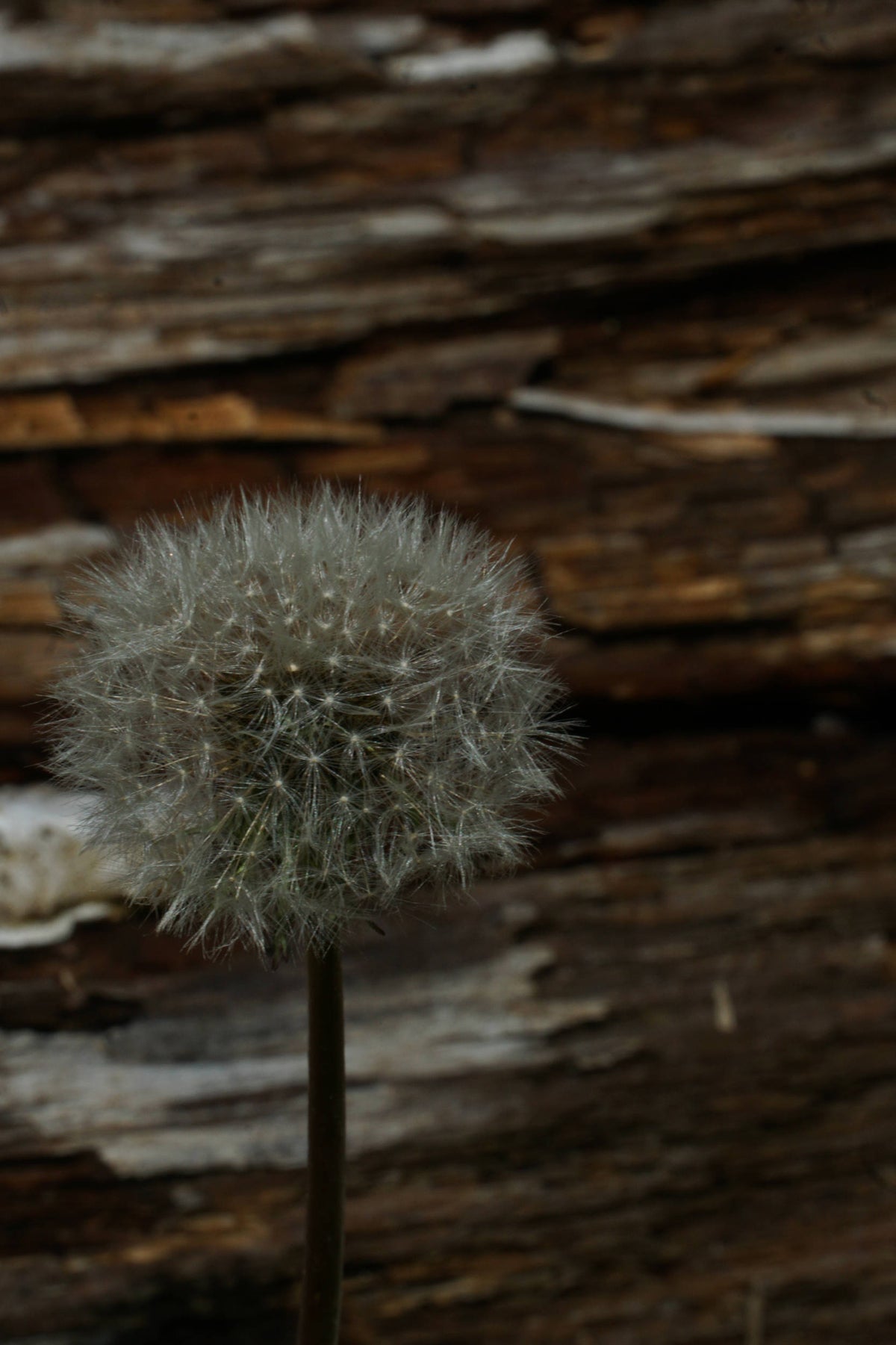 Dandelion [Taraxicum officionale]
