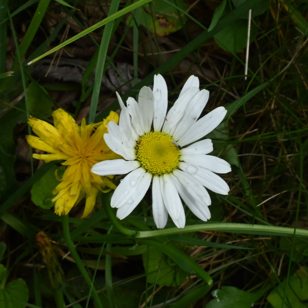 Oxeye Daisy [Leucanthemum vulgare]