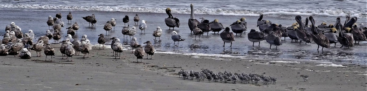 American Herring Gull [Larus smithsonianus]