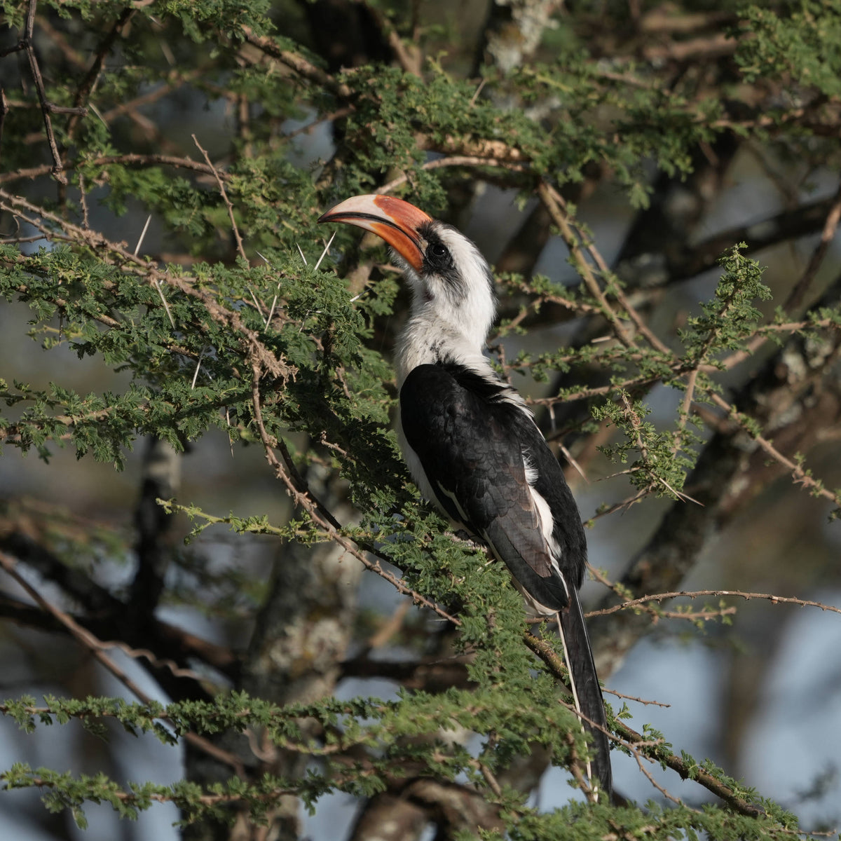 Von der Decken's Hornbill [Tockus deckeni]