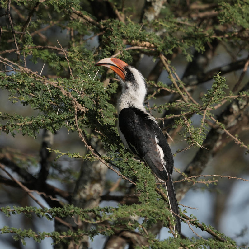 Von der Decken's Hornbill [Tockus deckeni]