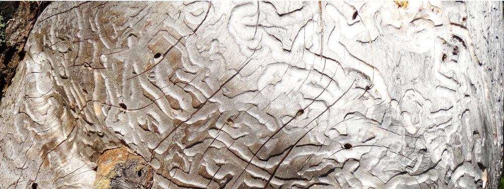 Tree Etching