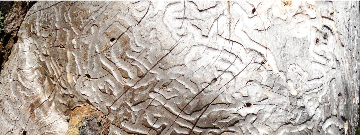 Tree Etching