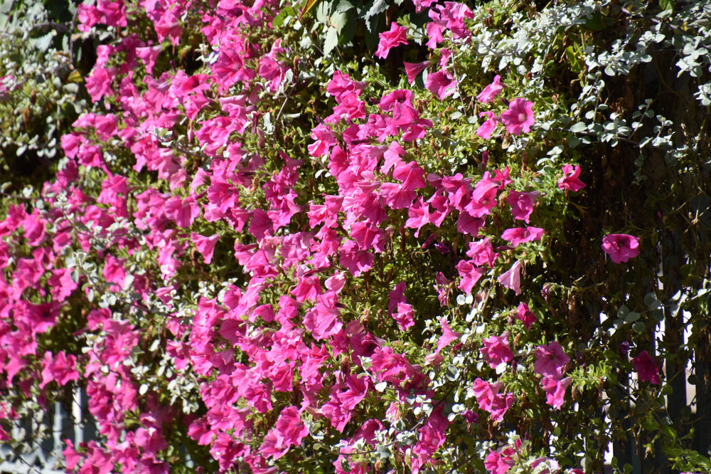 Garden petunia [Petunia atkinsiana]