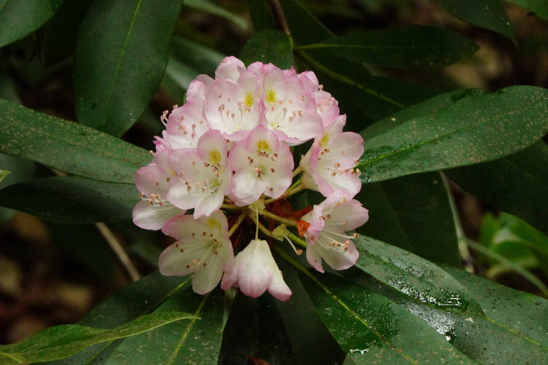 Rosebay rhododendron [rhododendron maximum]