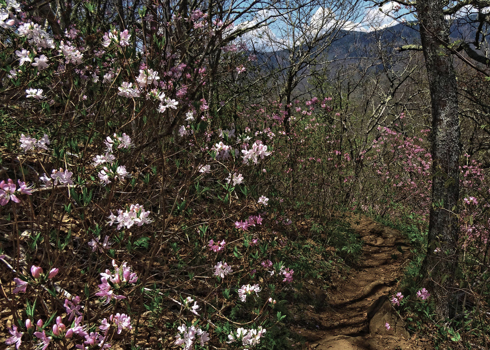 Pink Shell Azalea on Pilot Mountain in Pisgah National Forest