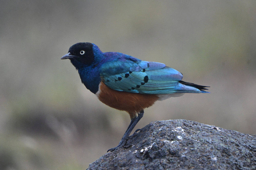 Superb Starling [Lamprotornis superbus], Ngorongoro Crater
