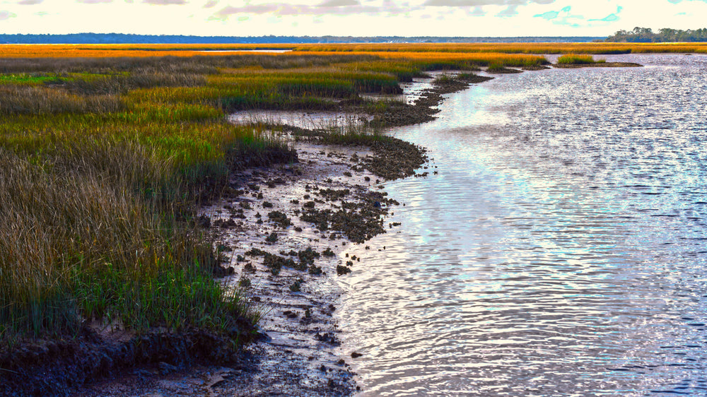 Coastal Oyster Beds, Betz-Tiger Point Pres., Duval Co