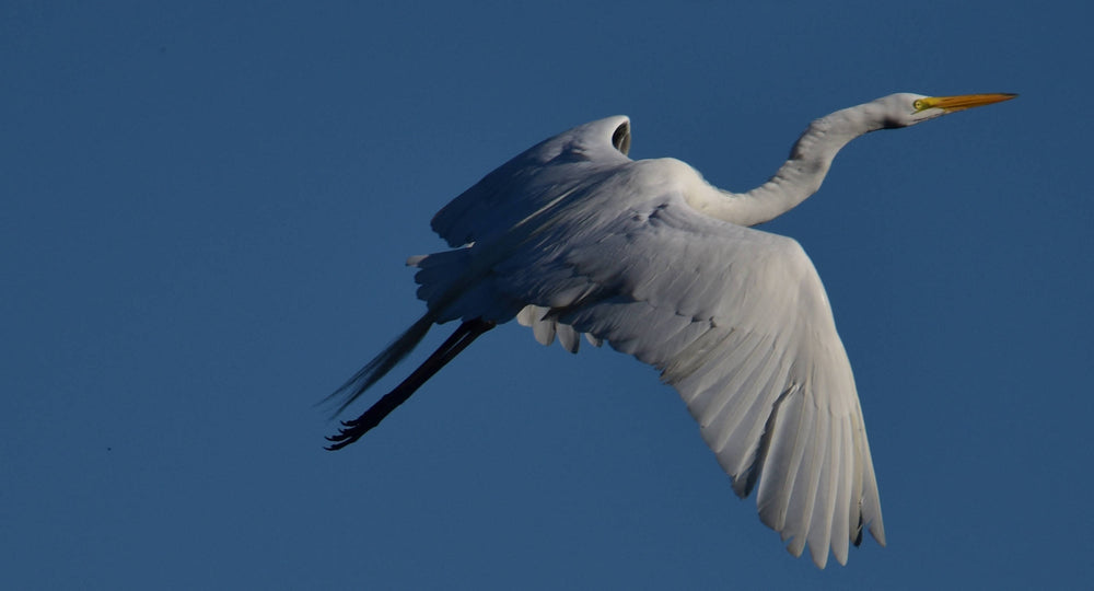 Great Egret [Ardea alba]