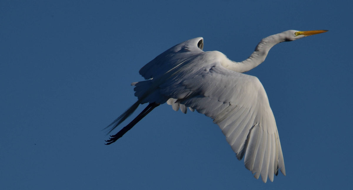 Great Egret [Ardea alba]