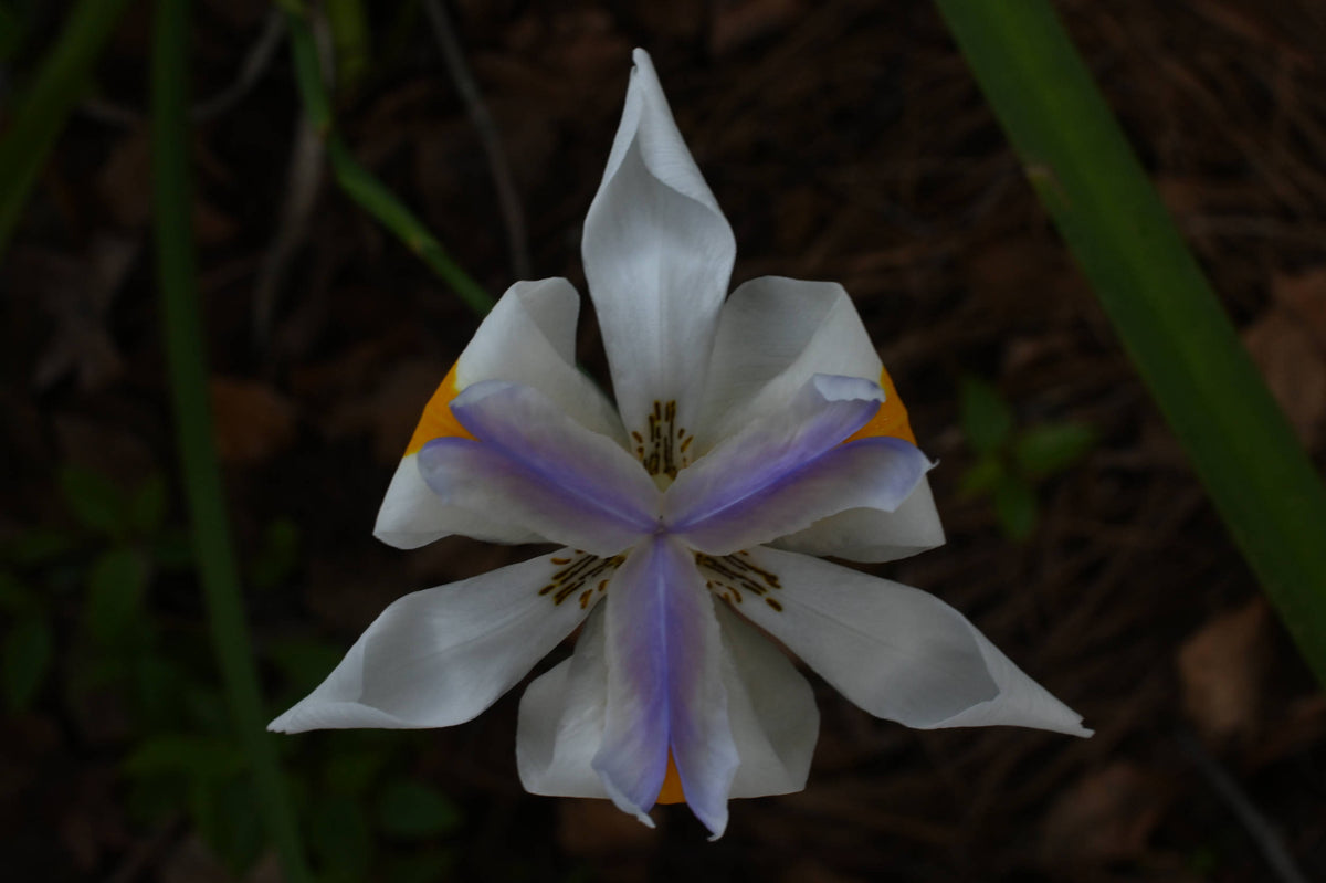 Fairy iris [Dietes grandiflora]