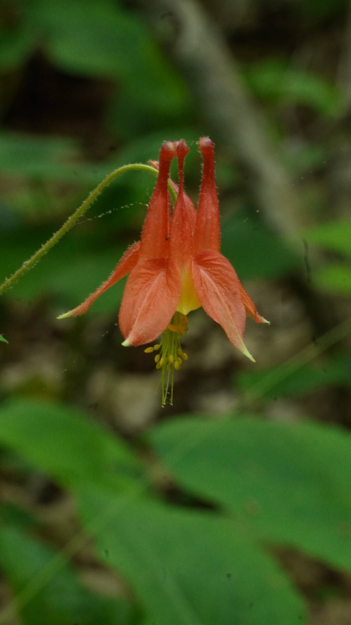 Red Columbine [Aquilegia canadensis]
