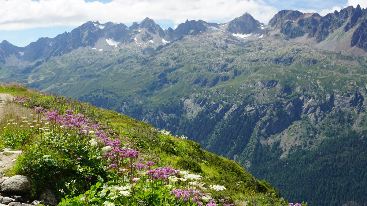 An Alpine Walk