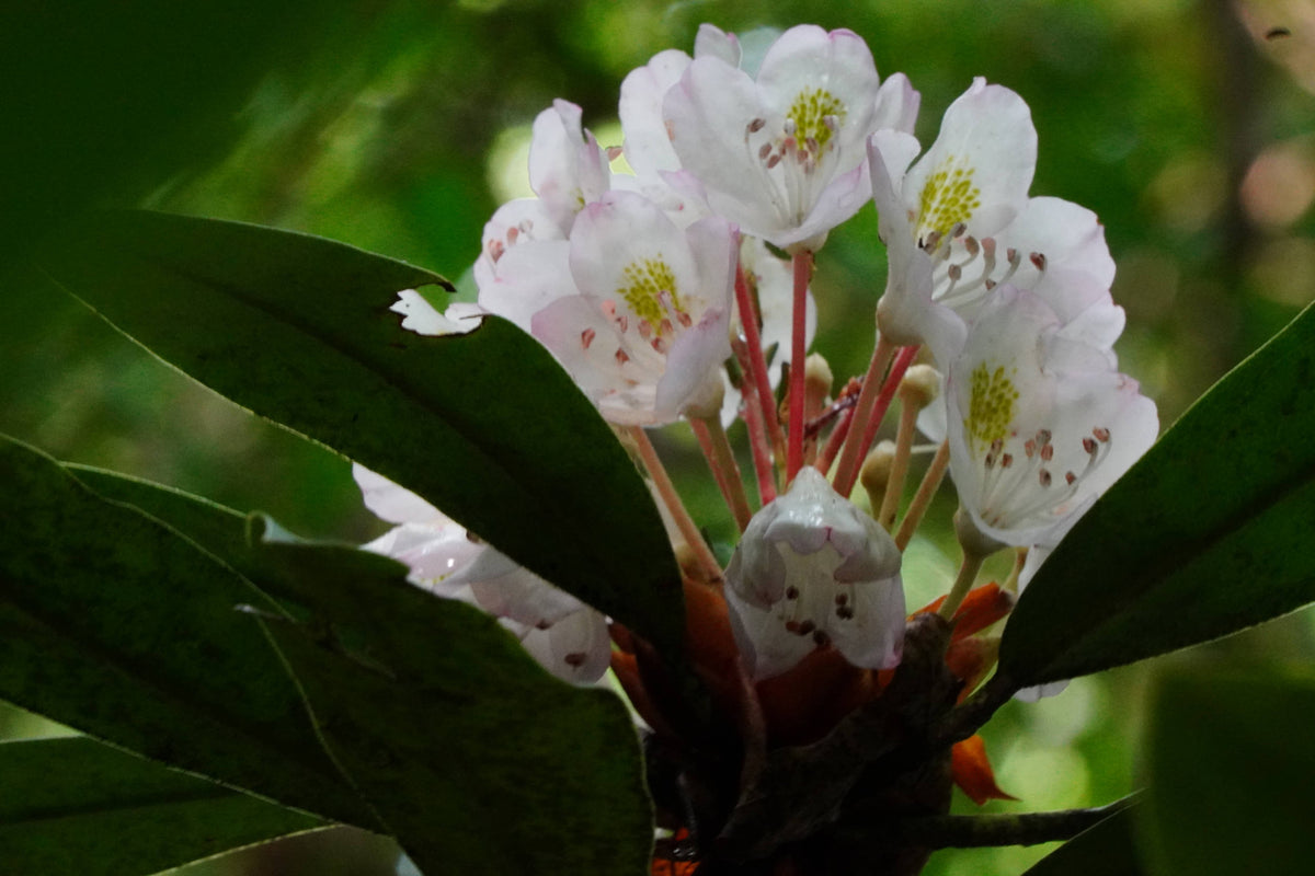 [rhododendron maximum]