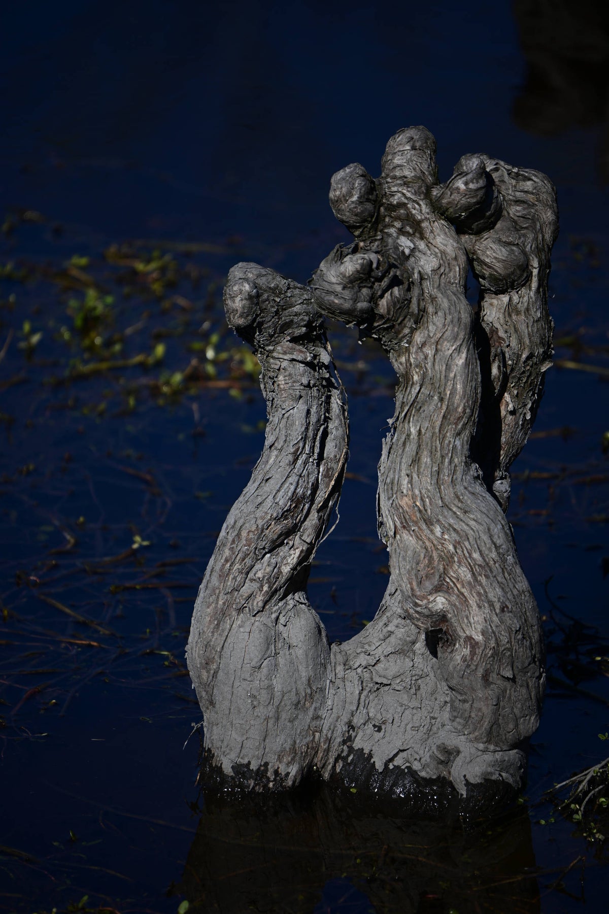 Bald Cypress Knees