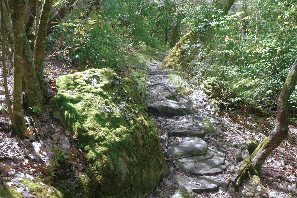 Moss Covered Rock, Mountains to Sea Trail