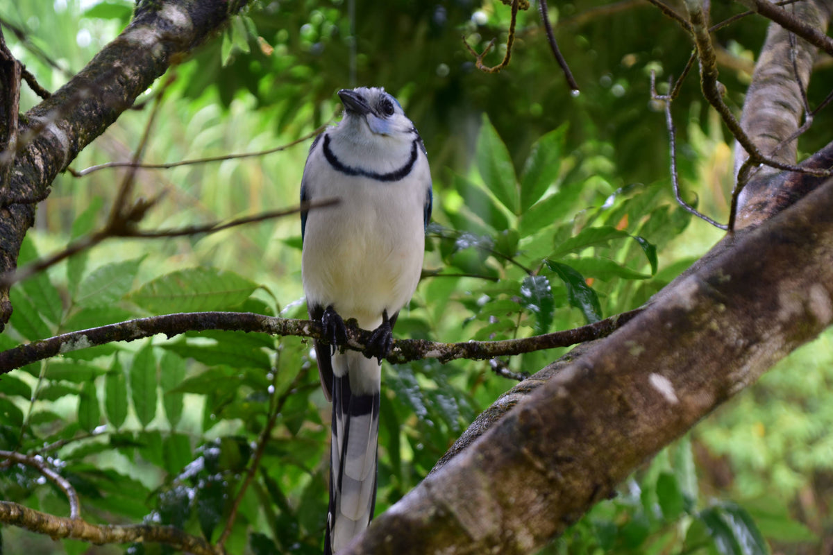 White-throated Magpie-Jay [Calocitta formosa]