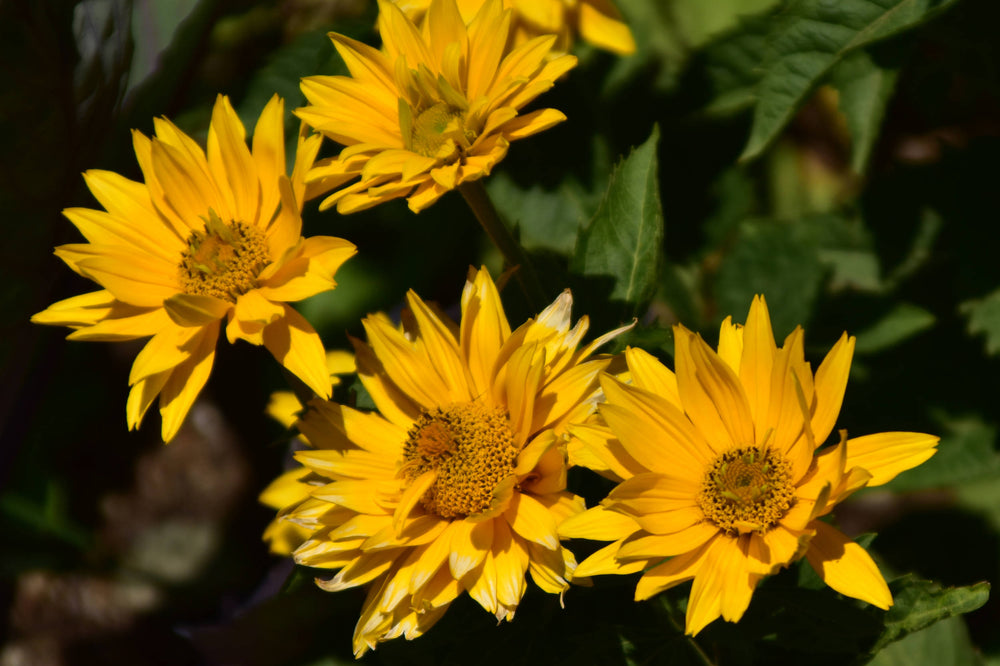 False Sunflower [Heliopsis helianthoides]