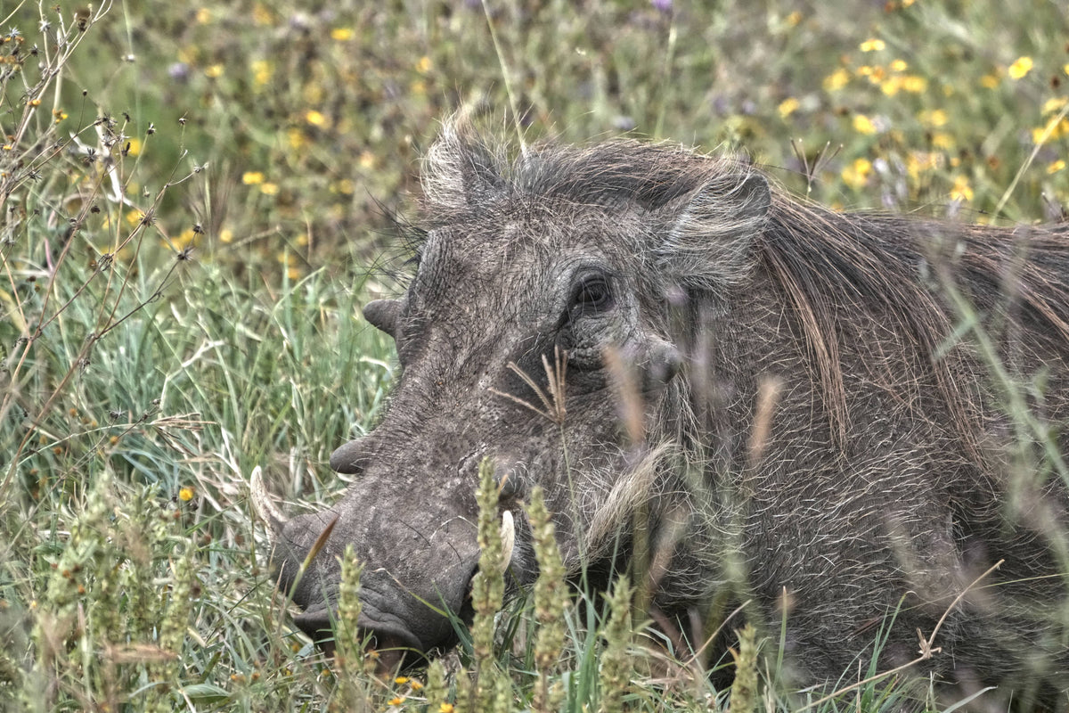 Common Warthog [Phacochoerus africanus], Ngorongoro Crater
