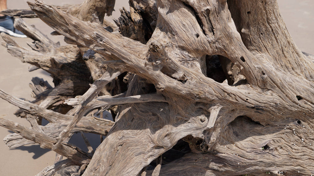 Driftwood
