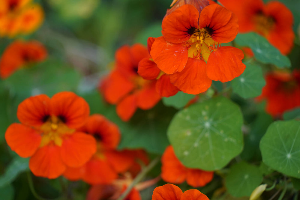 Nasturtium [Tropaeolum majus]