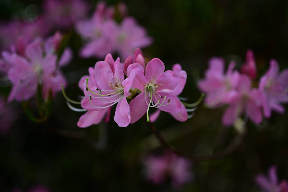 Pink Shell Azalea [Rhododendron vaseyi]
