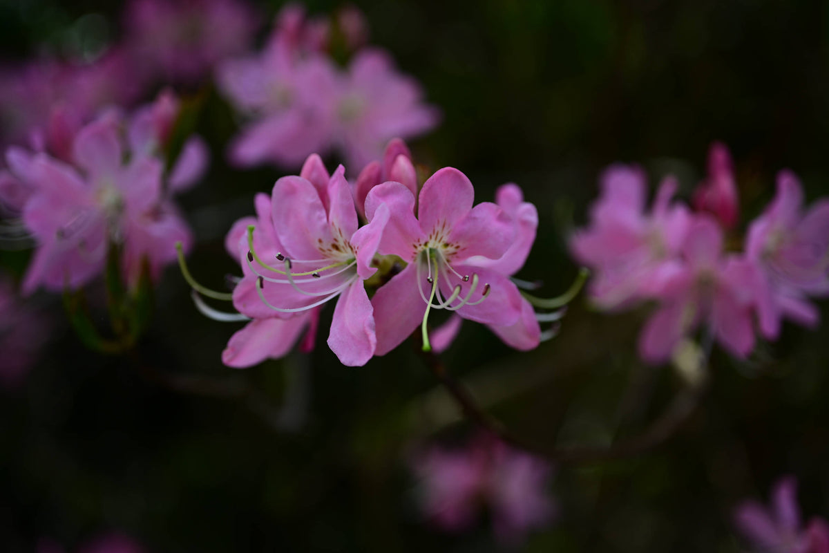 Pink Shell Azalea [Rhododendron vaseyi]
