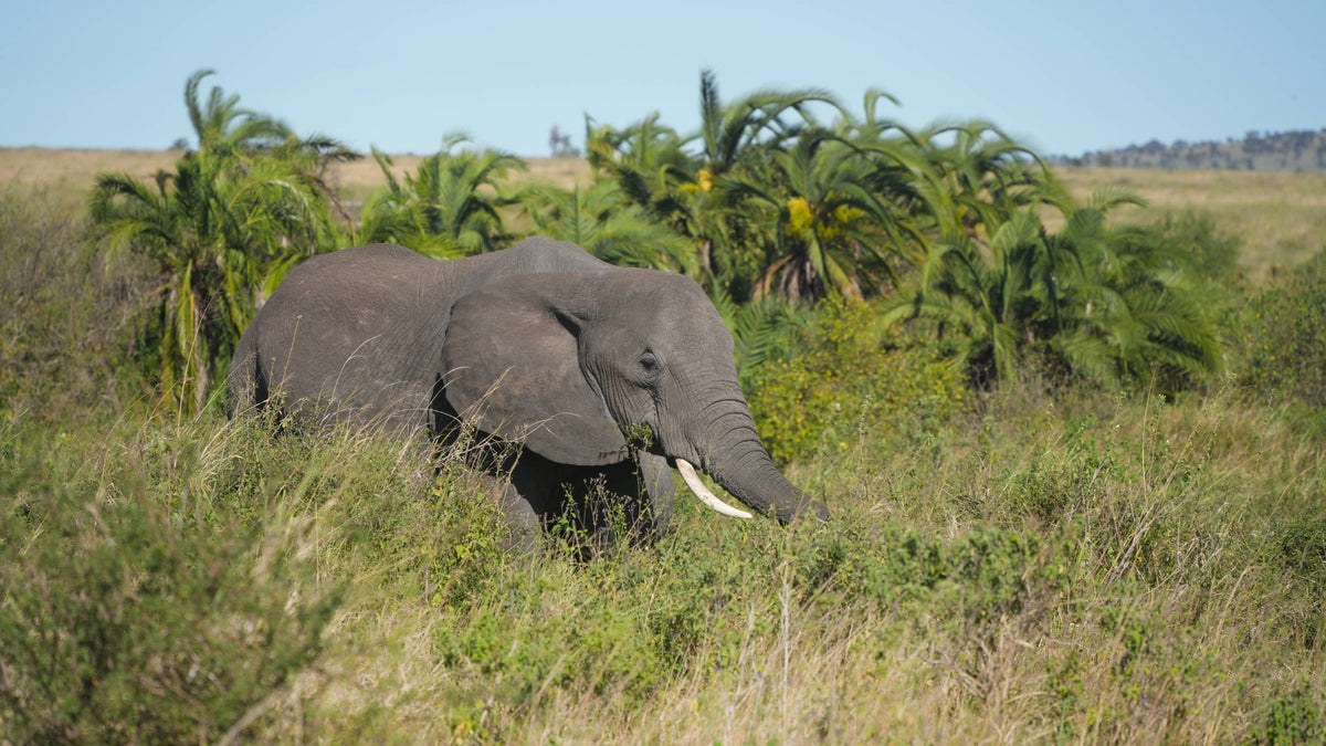 African Bush Elephant [Loxodonta africana], Serengeti, Tanzania