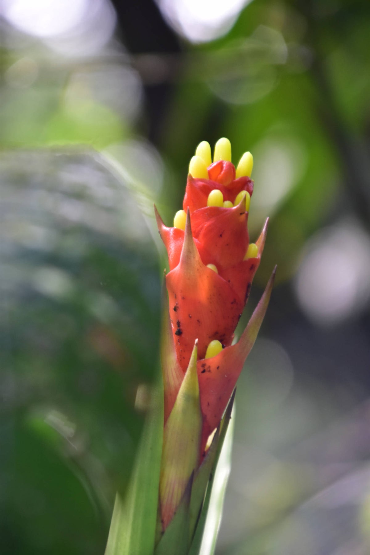 Bromiliad species [Guzmania sp.]