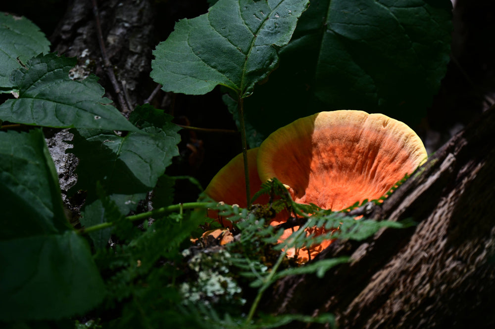 Chicken of the Woods [Laetiporus sulphureus]