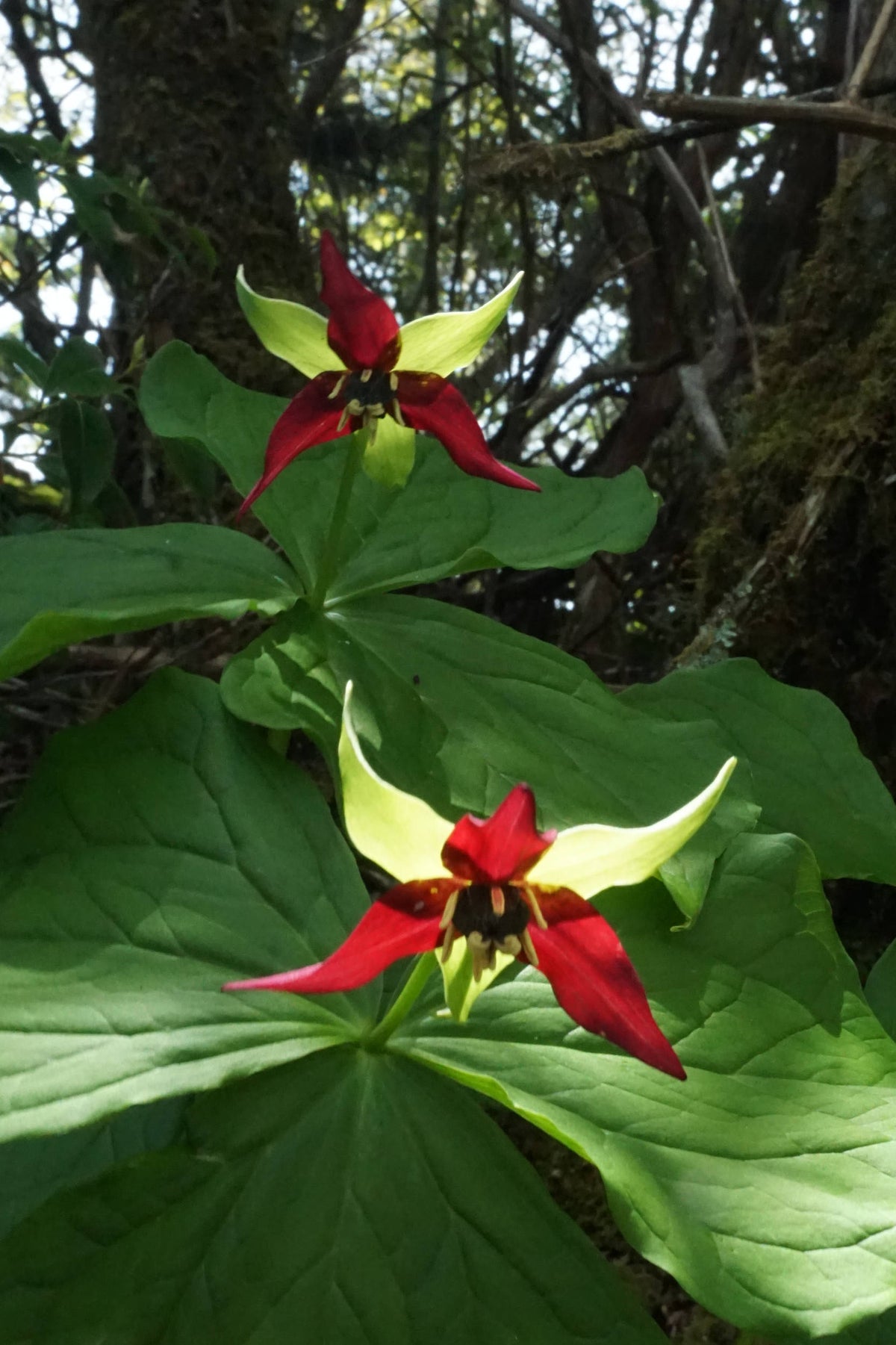 Red Trillium [Trilliem erectum]