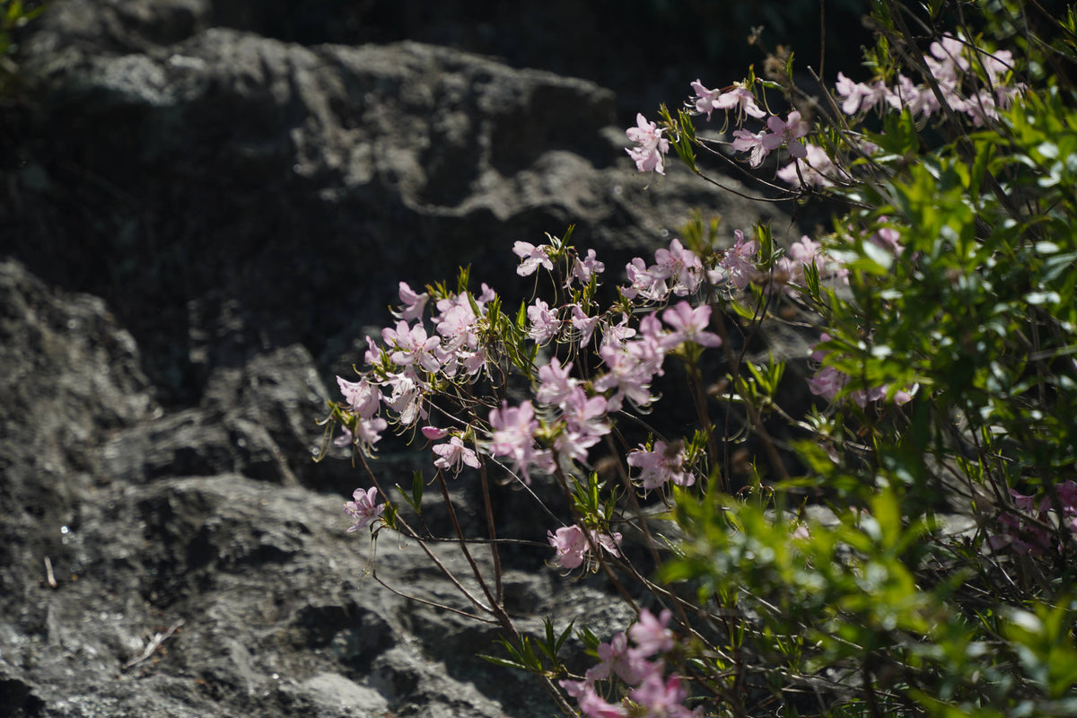 [rhododendron vaseyi]