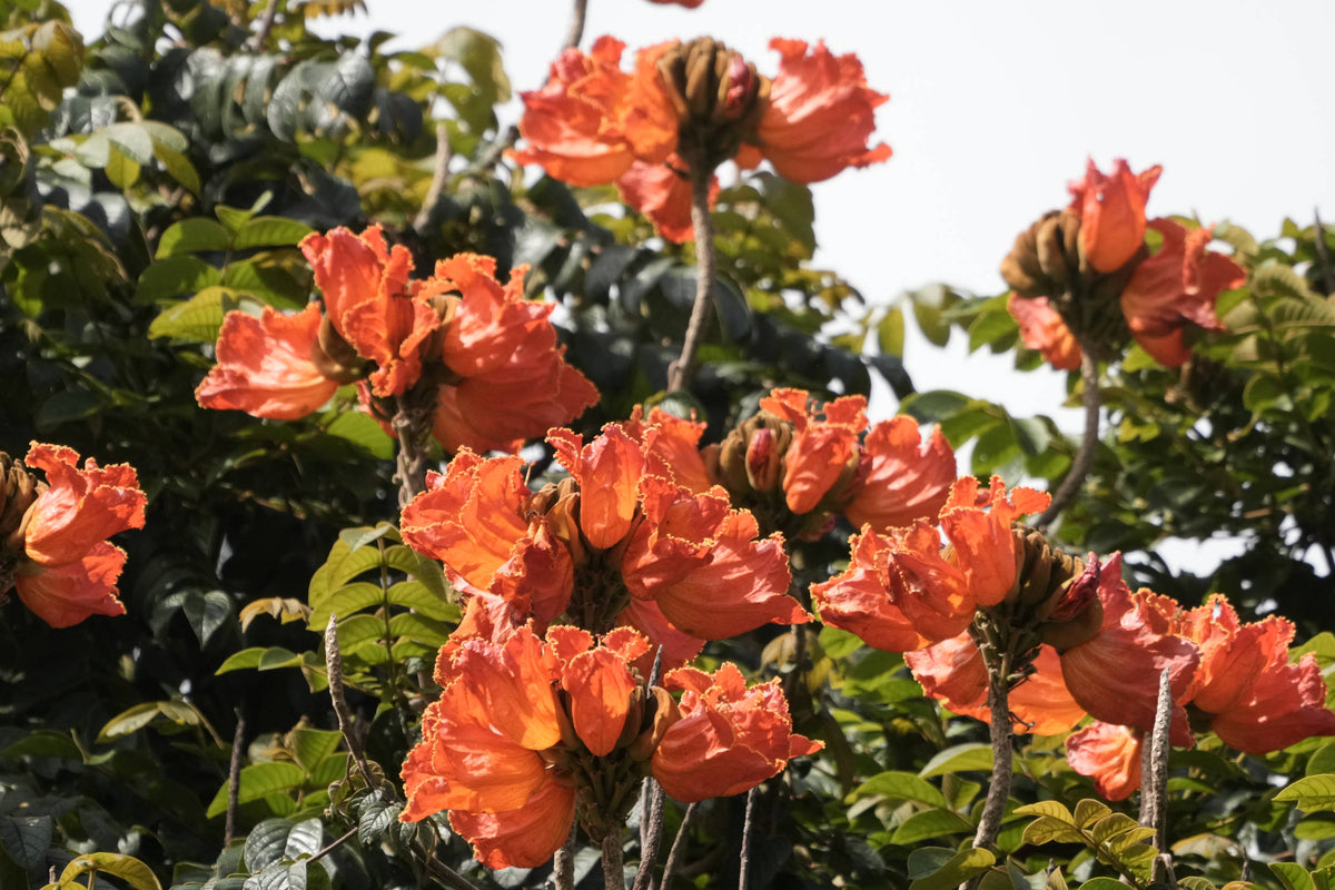African Tulip Tree [Spathodea campanulata]