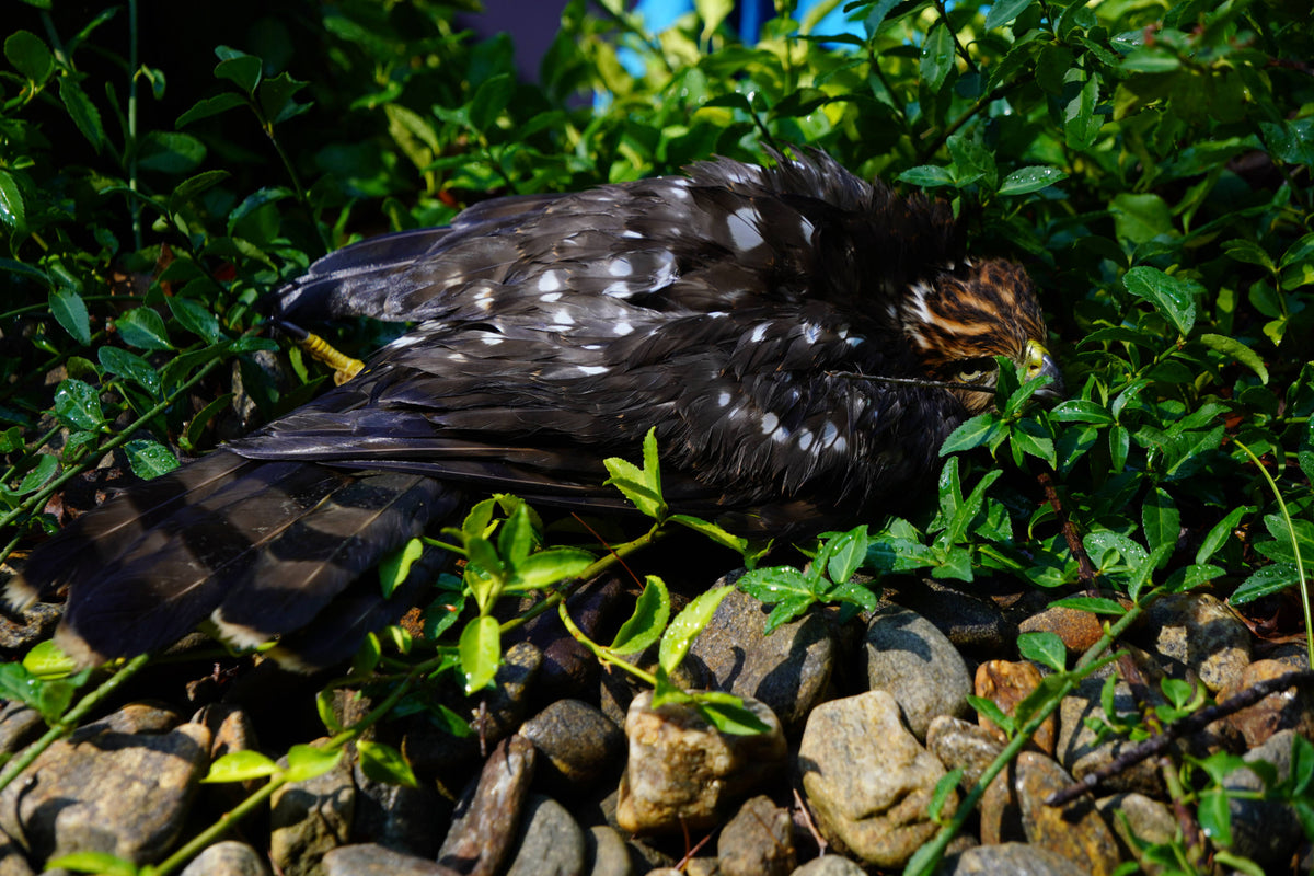 Broad-winged hawk Buteo platypterus