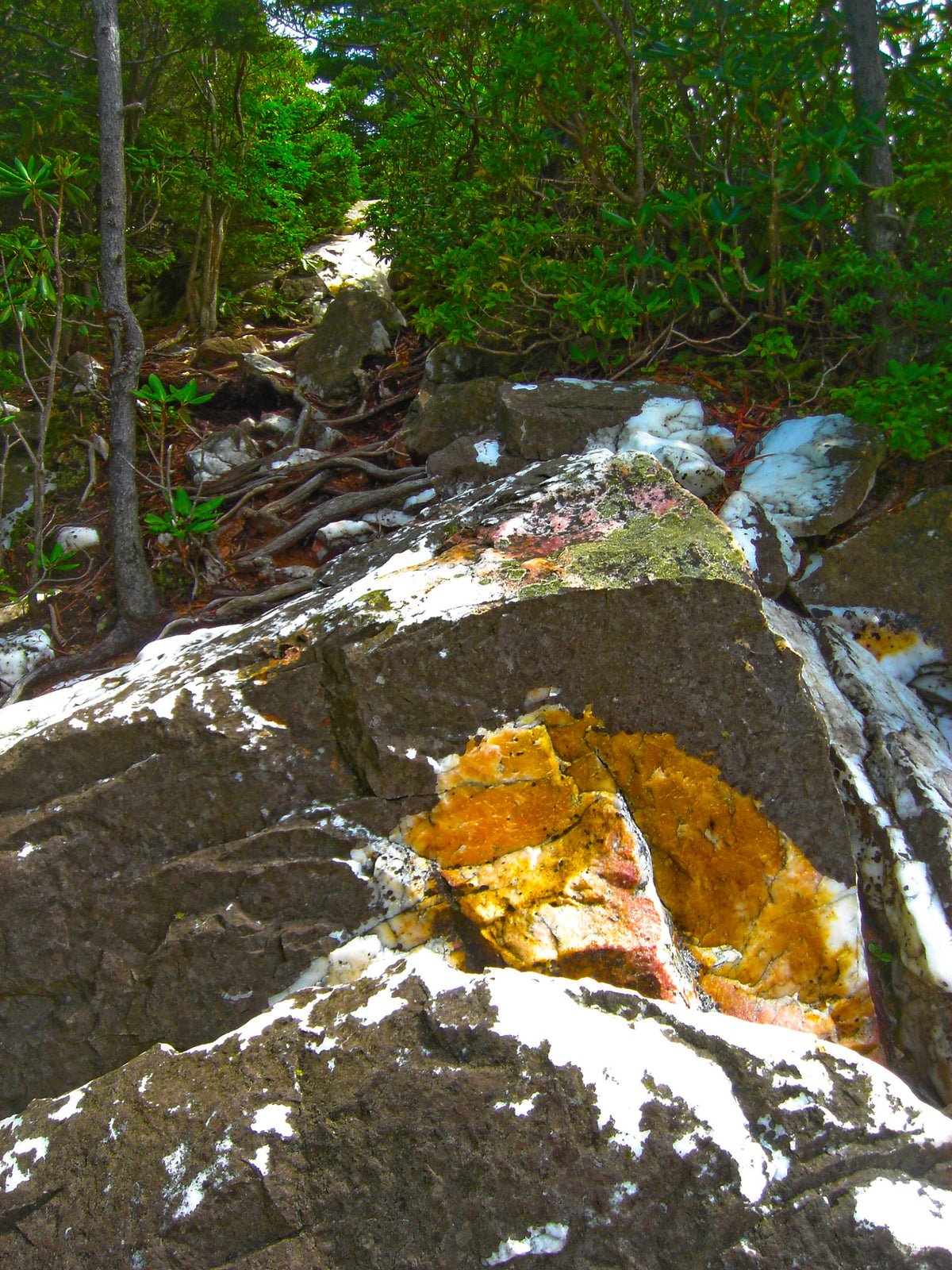 Rock Garden