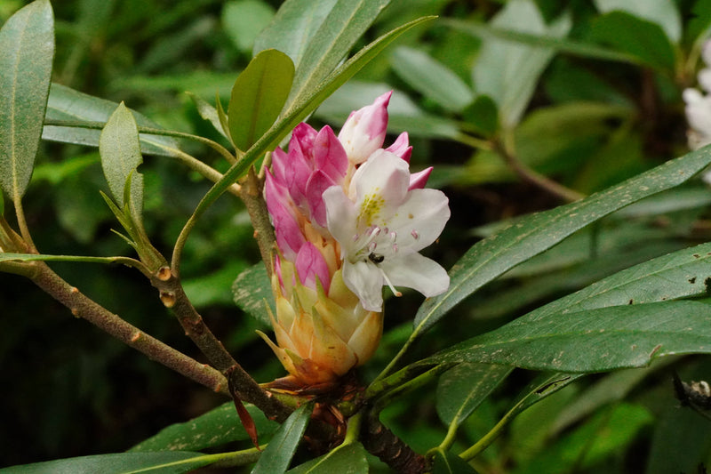 [rhododendron maximum]
