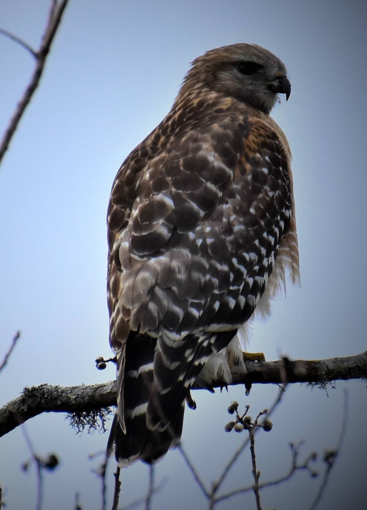 Red-tailed Hawk [Buteo jamaicensis]