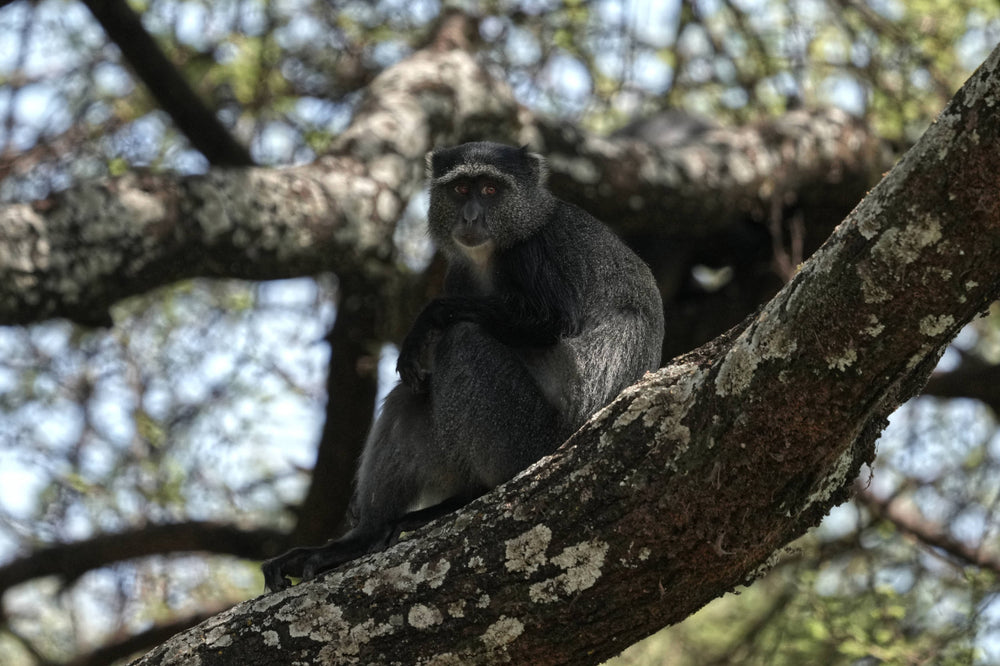 Mantled Guereza [Colobus guereza], Tanzania