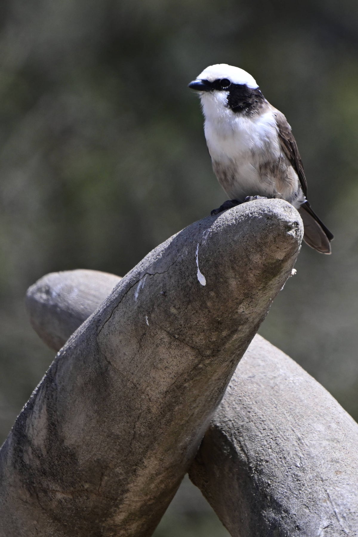Grey-backed Fiscal [Lanius excubitoroides] in the Serengeti