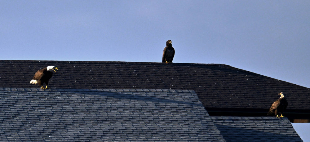 Bald Eagles of Three Ages [Haliaeetus leucocephalus]