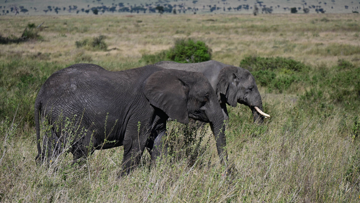 African  Bush Elephant [Loxodonta africana]
