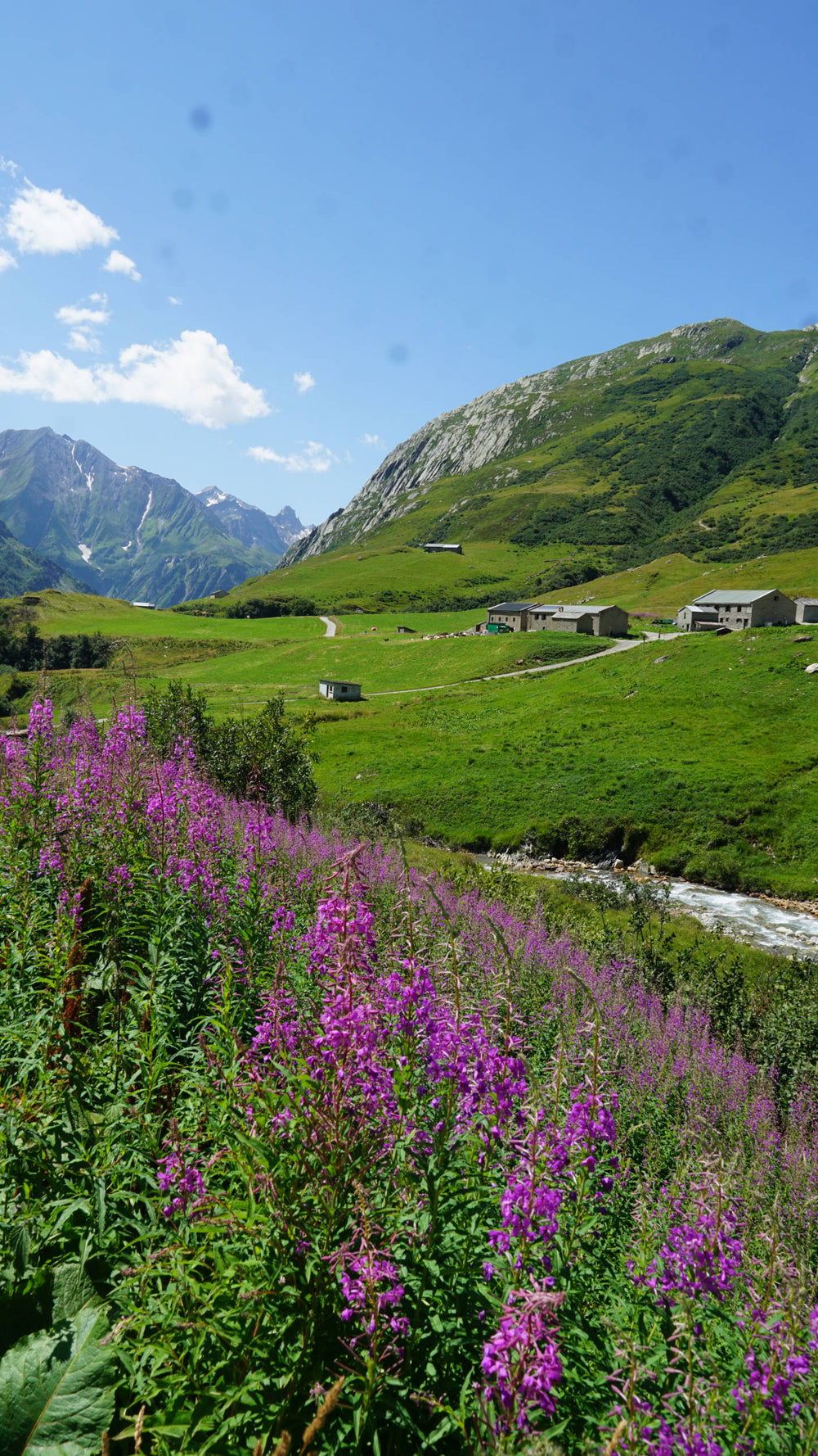 Fireweed [Chamaenerion angustifolium] in Switzerland