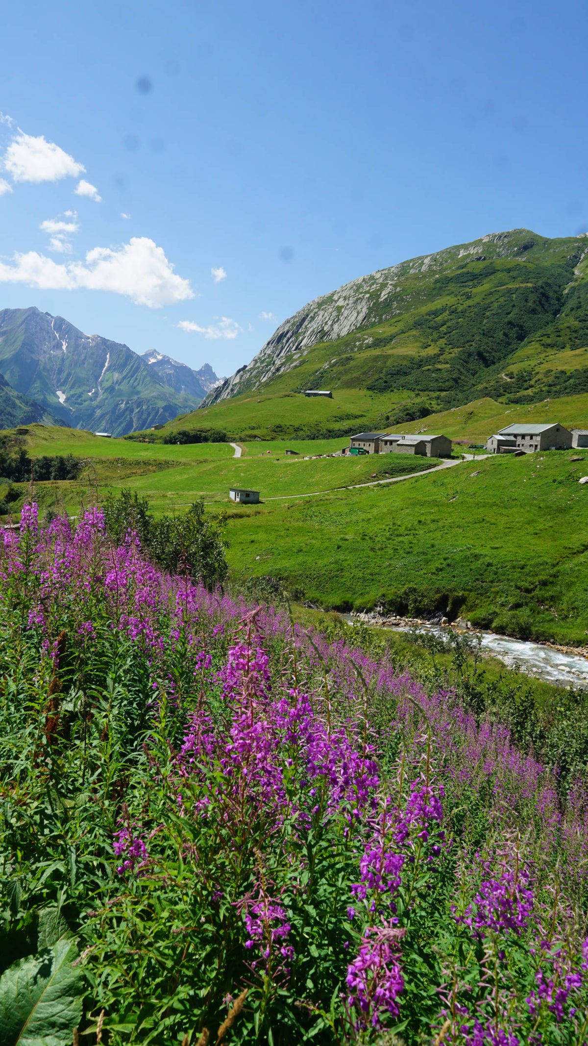 Fireweed [Chamaenerion angustifolium] in Switzerland