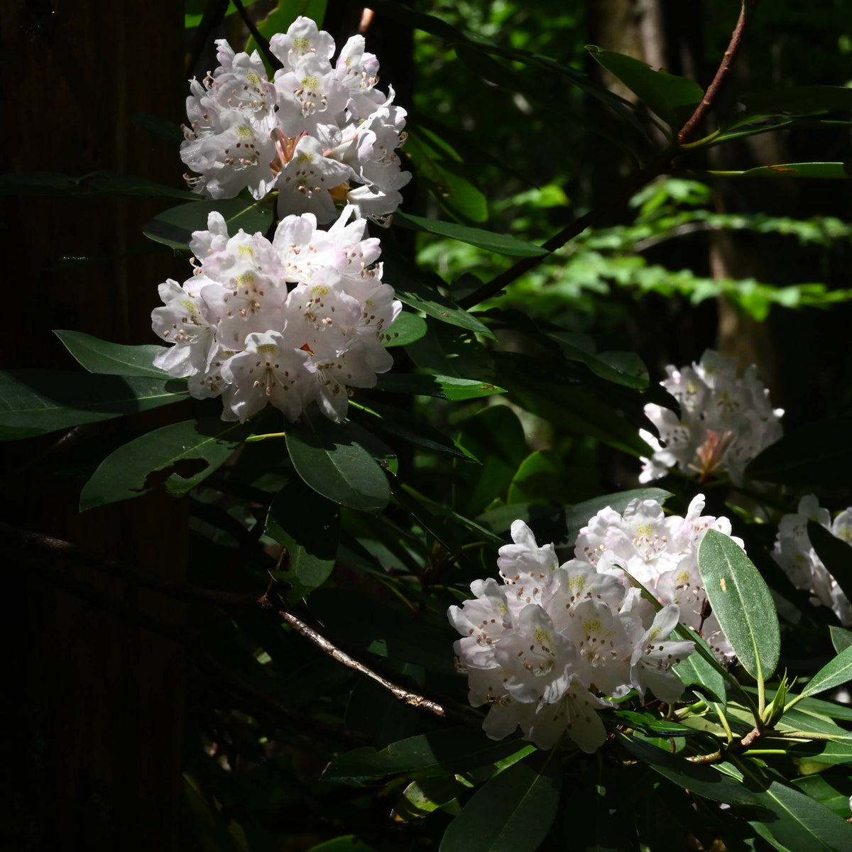 Rosebay Rhododendron [Rhododendron maximum]