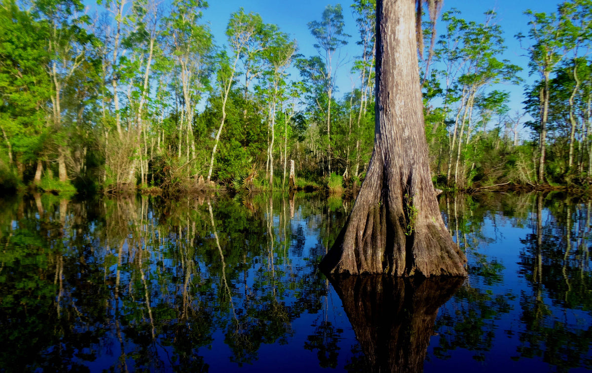 Bald Cypress [Taxodium distichum] in St. Johns River Tributary